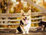 狗狗的秋天
