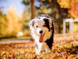 狗狗進入秋季