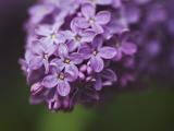 紫色丁香花