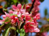 花間蜜蜂