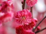盛開的桃花