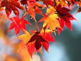 火紅楓葉
