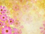 飄落的波斯菊