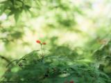 春天枝芽