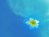水中雞蛋花