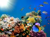 暢游海底的魚兒