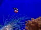 海底小丑魚